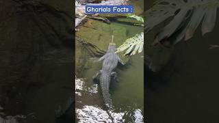 Gharials Facts #Gharials #crocodile #gavials #animals #reptiles #indiangharial #alligator #shorts