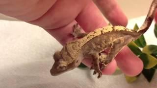 Reptile collection