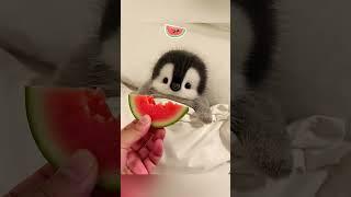 cute penguin  #cute #animals #penguin