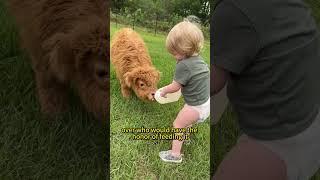 A gift for the kids .calf #animals #story #cute #calf #cow