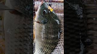 Fishing bait using cotton buds - target large tilapia fish #fishing #tutorials #tipsandtricks