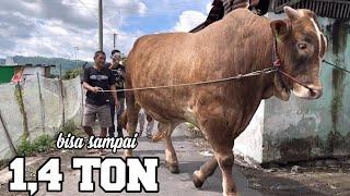 SAPI RAKSASA HADRA, Amunisi tersembunyi KULON SGM, mirip WARISO ?!