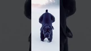 Most Aggressive cane corso dog transformation  #shorts #jaishreeram (2m)+