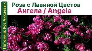 Лавина Цветов, Роза для каждого Сада: Анжела/Angela #angela #rose