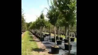 Nature's Shade Tree Farm