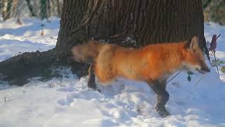 "Sunny Stretches: A Fox's Morning Yoga Routine in the Radiant Sunshine"