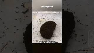 A Giant Ball Of Living Ants? 