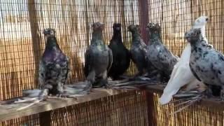 Узбекские бойные голуби / Uzbek Pigeons  ( Костя Папандопуло ( Афины, Греция ))