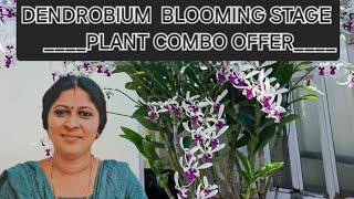 Blooming stage dendrobium combo offer