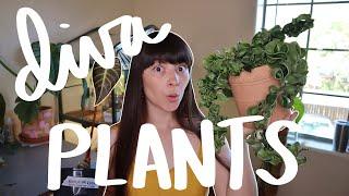 My Top 10 Easiest and Hardest Houseplants!
