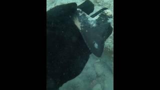 Only 1% Can Find This! #megalodon #sharktooth #shark #prehistoric #fossil #diving