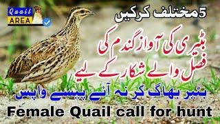 Female quail voice | batairi ki awaz | kirk | مادہ بٹیر کی آواز | بٹیری کی کرک bedana ovizi |