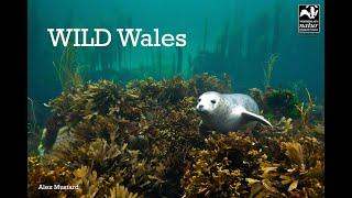 Wild Wales Wildlife Adventures - Skomer Island