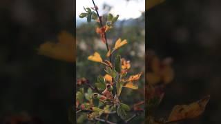 Республика Гор. Окрестности села Араг. Сулейман Стальский район Дагестан. #nature #mountains #travel