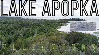 Lake Apopka | The Giant Gators of Smith Island