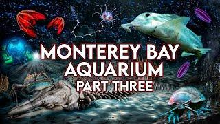 Zoo Tours: Monterey Bay Aquarium | PART THREE