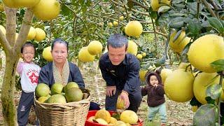 Dwarf family harvests grapefruit to sell at the market | Life happily with HAN & her little daughter