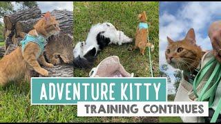 Adventure Kitty — Training Continues 冒険猫