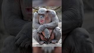 What Animals Look Like WITHOUT Hair Part 2
