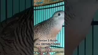 Suara Perkutut Bangkok Jantan Usia 5 Bulan#perkutut #pancinganperkututbangkok#perkututbangkokgacor