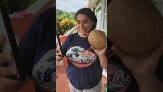 Mamey Fruit - a Rare delicatessen of the Mountains