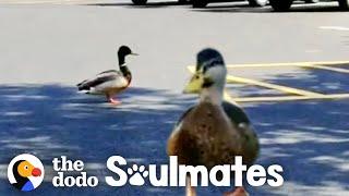 Watch This Wild Duck Bring His Girlfriend To Meet His Rescuer | The Dodo Soulmates