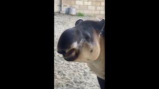 Tootsie the Baird's Tapir Crunchy ASMR