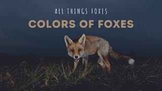 Fox Colors | Foxes Colors and Morphs