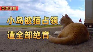 小岛被喵星人占领，成了爱猫人士的圣地，当地人却苦不堪言