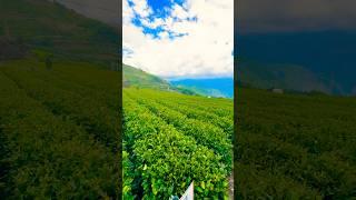 Eryanping Trail #shortsvideo #shortvideo #shorts #short #alishan #trail #trailer #trailers #sun