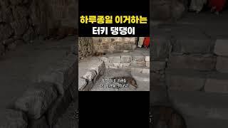 진짜 대부분 이거 하고 있음(실화) #shorts #튀르키예여행 #이즈미르