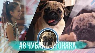 #8 Чубака-угоняка / Мопс на сверхзвуковой скорости