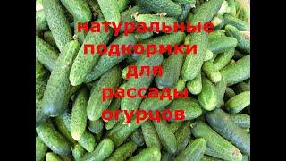 Будете собирать огурцы вёдрами раньше срока.Натуральные подкормки для рассады огурцов.