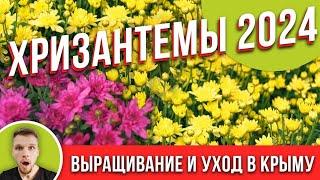 ХРИЗАНТЕМЫ 2024 Выращивание, уход.