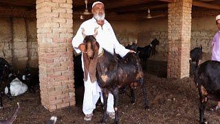 Pure Best Kamori Goat's, Documentary Haji Muhammad Raio Farm House Tando Adam