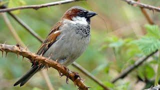 Bird Facts: The House Sparrow