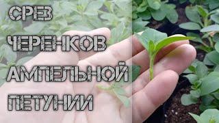 Черенкование АМПЕЛЬНОЙ ПЕТУНИИ. Парнички для укоренения черенков.