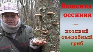 Вешенка осенняя -  поздний съедобный гриб.