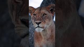 lione
