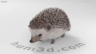 Hedgehog 3D model by 3DModels.org