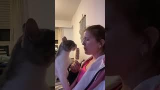 Cute Cat Shares Ice Cream with Pet Parent!