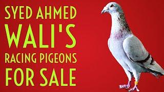 Favourite Pairs Of Ahmed Wali For Sale | Racing Pigeons | Racer Pigeon | Pigeon For sale |