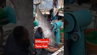 Monster Tuna fish