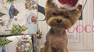 Йоркширский терьер, йорк: содержание и уход, особенности ухода/yorkshire terrier