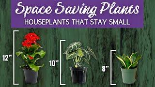 24 Space Saving Houseplants | Houseplants That Stay Small | Houseplants For Small Spaces