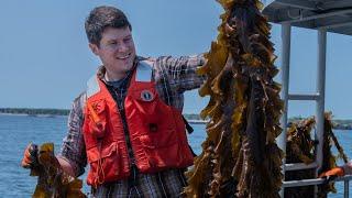 Annual UNE seaweed harvest fuels new and ongoing research