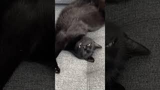 Заряд кошачей милоты #котики