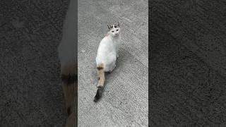  Stray Cats Fun  #philippines #adventures #shorts
