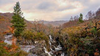 EXPLORING SCOTLAND'S RAINFOREST | one of the world's most unique forest habitats