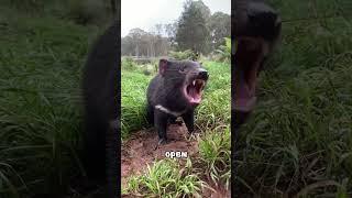 Devil Puppy #animal #shorts